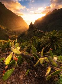 Cactus growing on land against mountains during sunset