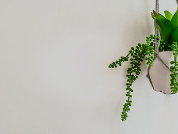 Close-up of potted plant against white wall