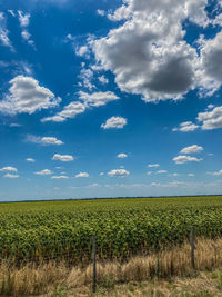 Scenic view of agricultural field against sky