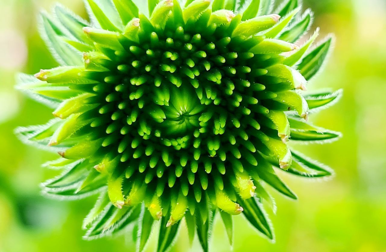 FULL FRAME SHOT OF BLUE FLOWER