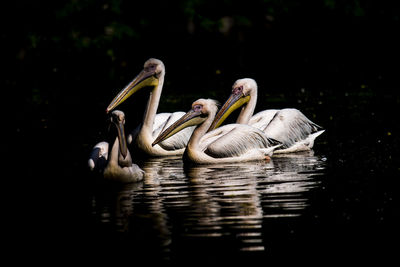 Swans swimming in lake