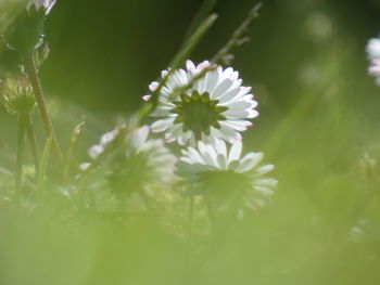 Close-up of white flowering plants on field