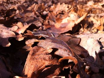 Close-up of dry maple leaves on field