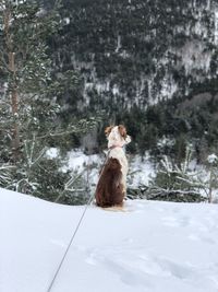 Dog running on snow covered field