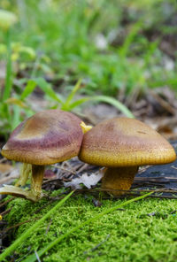 Mushrooms growing on field at forest