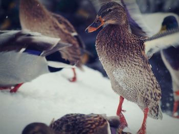 Close-up of birds perching on water