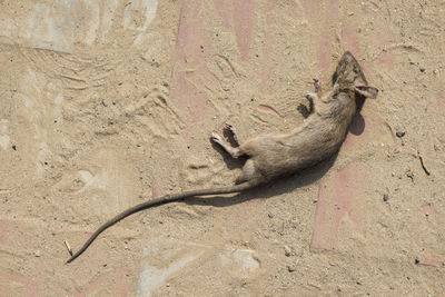 Dead rat on dirty pavement floor in sunlight