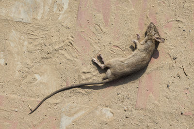 High angle view of lizard on field