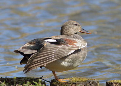 Close-up of bird