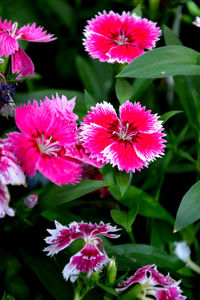 Close-up of pink flowering plants