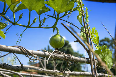 Low angle view of fruit growing on tree against sky