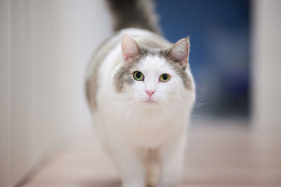 Close-up portrait of white cat