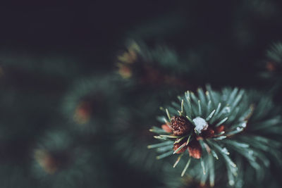 Closeup of fir tree branches with dark copy space