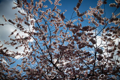 Low angle view of flower tree against sky