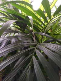 Low angle view of palm trees