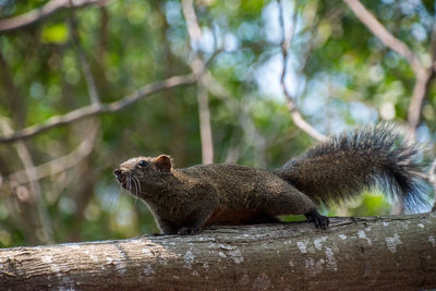 Squirrel on tree in forest