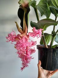 Close-up of hand holding pink flower pot