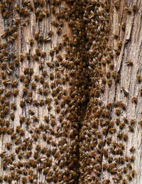 Full frame shot of bees