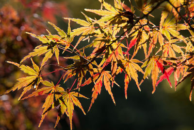 Close-up of autumnal leaves