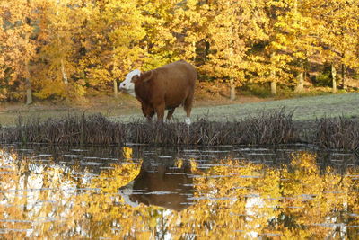 Sheep standing in a lake