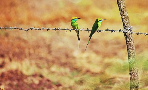 Close-up of barbed wire fence