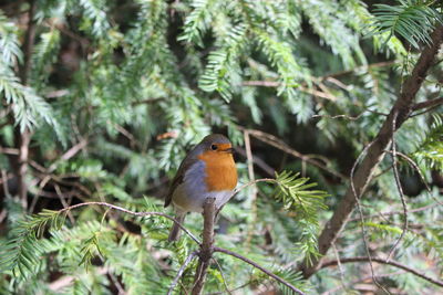 Bird perching on a branch