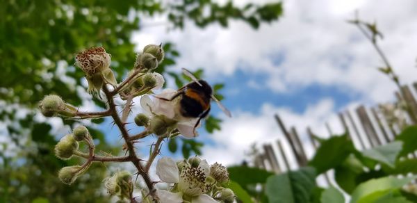 Low angle view of insect on flowering plant against sky
