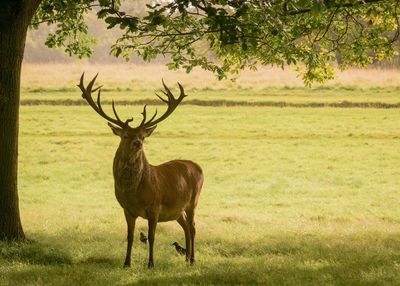 Elk on field