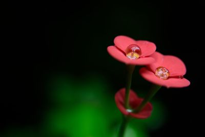 Close-up of pink rose against black background
