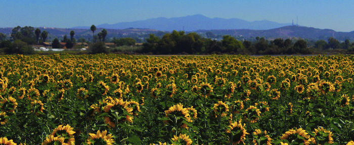 Close-up of yellow flowers in field