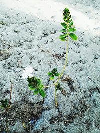 Close-up of plants