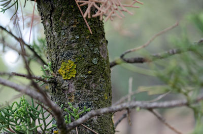 Close-up of bird perching on tree