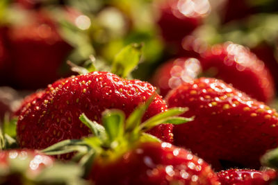 strawberry