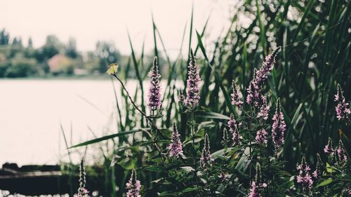 Close-up of flowering plants on field against sky