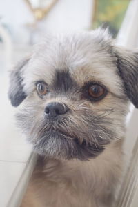 Close-up portrait of dog