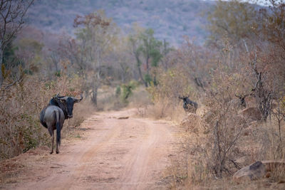 View of horse on dirt road