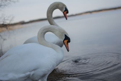 Swan swimming in lake