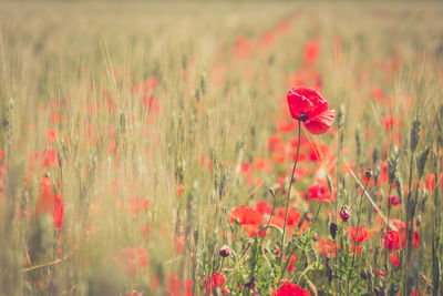 Close-up of red poppy flowers in field