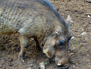 High angle view of an animal