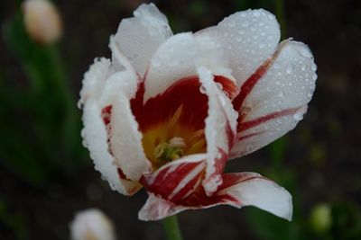 Close-up of white rose blooming outdoors