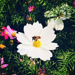 High angle view of insect on white flowering plant