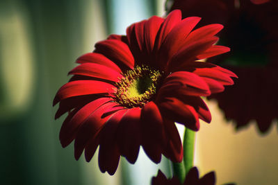 flowering plant