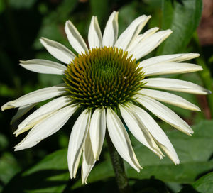 Close-up of white flower