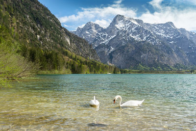 Ducks in a lake