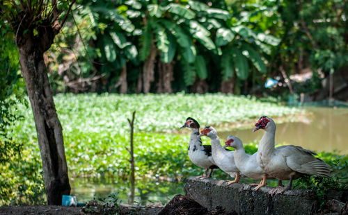 Muscovy ducks by lake