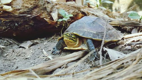 Cuora amboinensis amboinensis turtle