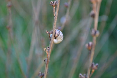 Close-up of insect on plant