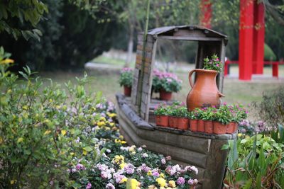 Close-up of potted plants in garden