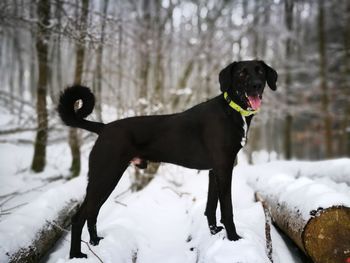 Dog on snow covered logs in forest