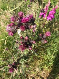 Close-up of thistle blooming outdoors